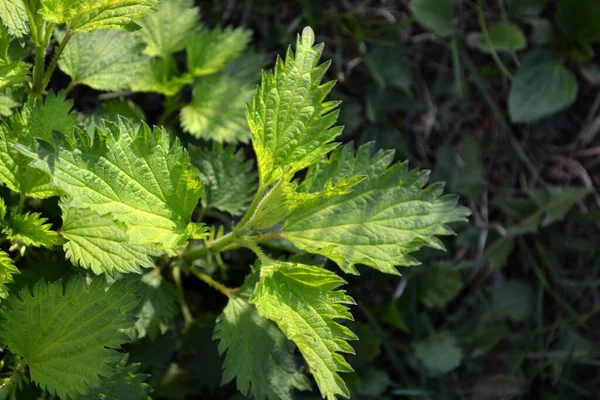 Hermoso Fondo Abstracto Hierbas Naturaleza Paisaje Verano Planta Verde Ardiente — Foto de Stock