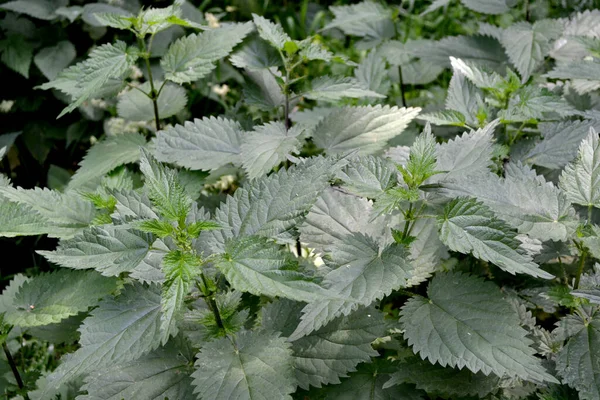 Krásné Bylinné Abstraktní Pozadí Přírody Nettie Urtica Dioica Letní Krajina — Stock fotografie