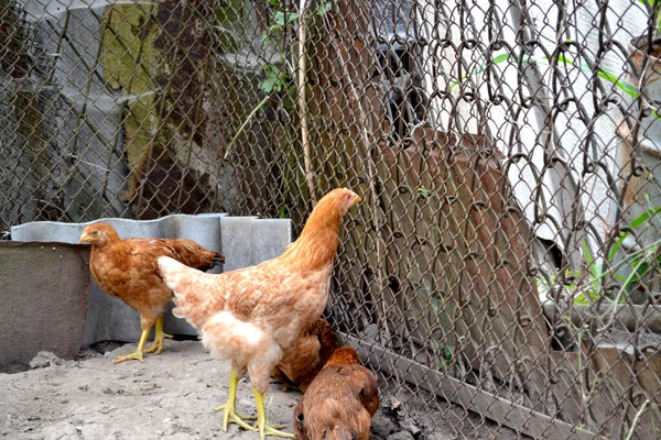 Korkak. Gallus gallus. Tavuk kümesinde tavuk yetiştiriyorum. Tarım. Köyde sıradan bir gün.