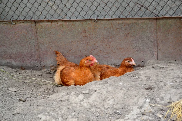 Pollo Gallus Gallus Una Tipica Giornata Paese Crescere Polli Pollaio — Foto Stock