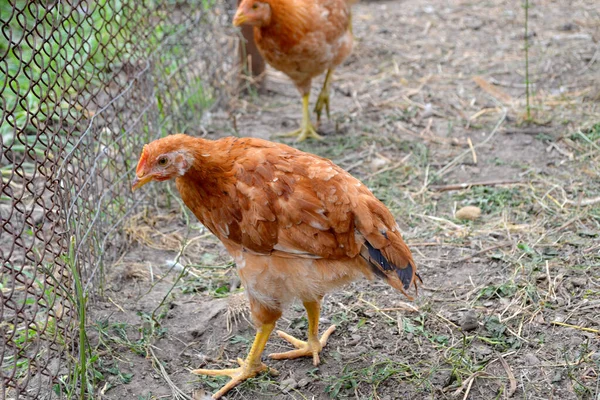 チキンだ ガラス ガラス 鶏小屋で鶏を育てる 村の典型的な一日 — ストック写真