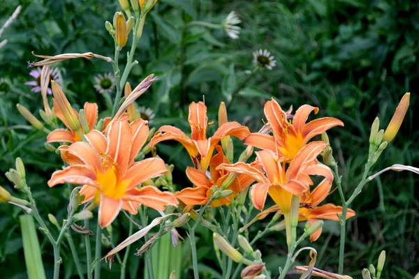 Hemerocallis Daylily Flores Grandes Lujo Olor Agradable Hermosa Flor Abstracta — Foto de Stock