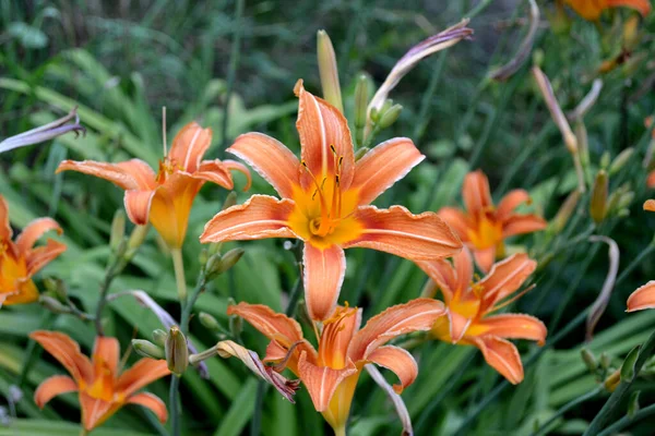 デイリリー ヘメロカリス 心地よい香りの中で豪華な大きな花 自然の美しい花の抽象的な背景 夏の風景 多年生 美しいオレンジの花 — ストック写真