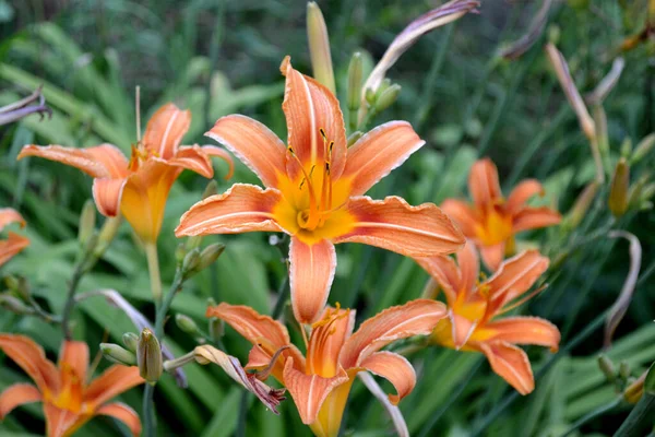 Denně Hemerocallis Luxusní Velké Květiny Příjemné Vůni Krásná Květina Abstraktní — Stock fotografie