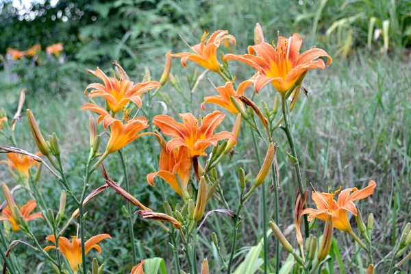 Napliliom Hemerocallis Luxus Nagy Virágok Kellemes Illatban Gyönyörű Virág Elvont — Stock Fotó