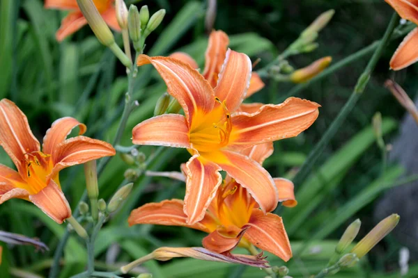 デイリリー ヘメロカリス 心地よい香りの中で豪華な大きな花 自然の美しい花の背景 美しいオレンジの花 — ストック写真