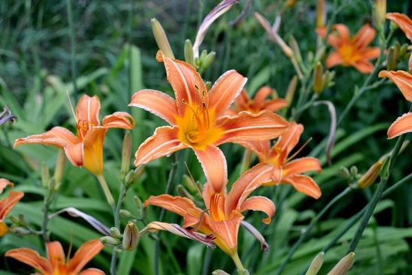 デイリリー ヘメロカリス 心地よい香りの中で豪華な大きな花 自然の美しい花の抽象的な背景 美しいオレンジの花 — ストック写真