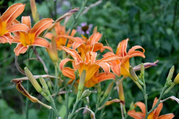 Daylily Hemerocallis Flores Grandes Lujo Olor Agradable Hermosa Flor Abstracta — Foto de Stock