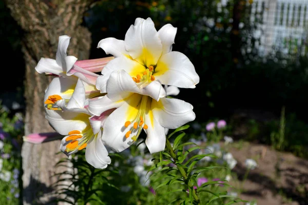 Vivace Lily Lilium Grandes Fleurs Luxueuses Dans Une Odeur Agréable — Photo