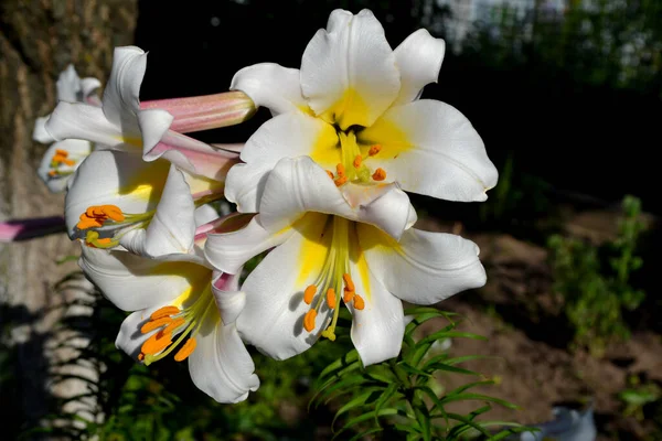Vivace Lily Lilium Grandes Fleurs Luxueuses Dans Une Odeur Agréable — Photo