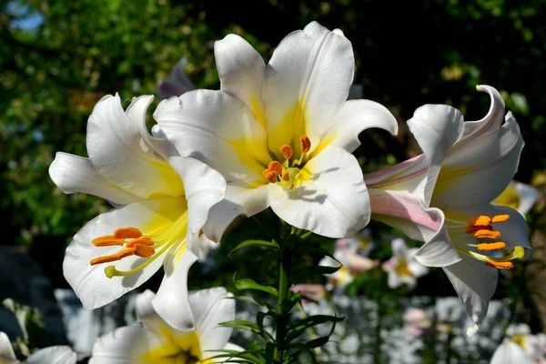 Grandes Fleurs Luxueuses Dans Une Odeur Agréable Lily Lilium Belle — Photo