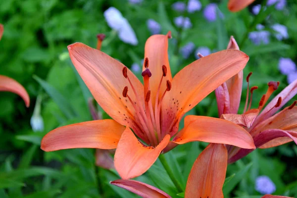 Luxusní Velké Květiny Příjemné Vůni Lily Lilium Krásná Květina Abstraktní — Stock fotografie