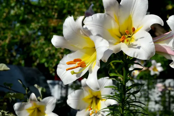 Grandes Fleurs Luxueuses Dans Une Odeur Agréable Lily Lilium Belle — Photo