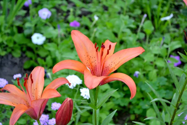 Hoş Kokulu Lüks Büyük Çiçekler Lily Lilium Doğanın Güzel Soyut — Stok fotoğraf