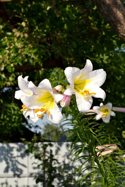 Luksusowe Duże Kwiaty Przyjemnym Zapachu Piękny Kwiat Abstrakcyjne Tło Natury — Zdjęcie stockowe