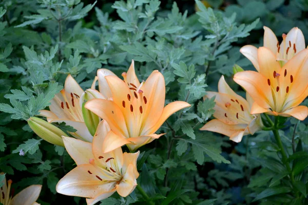 Luxuriöse Große Blüten Einem Angenehmen Geruch Lilie Lilium Schöne Blume — Stockfoto