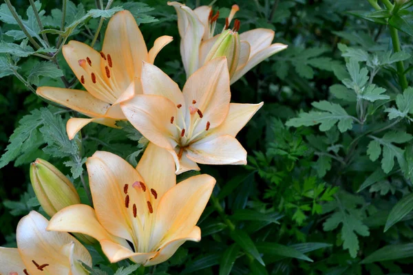 Luxe Grote Bloemen Een Aangename Geur Met Lily Lilium Mooie — Stockfoto