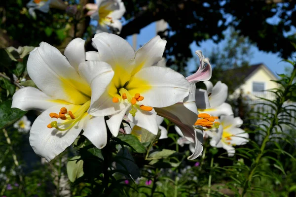 Grandes Fleurs Luxueuses Dans Une Odeur Agréable Belle Fleur Fond — Photo
