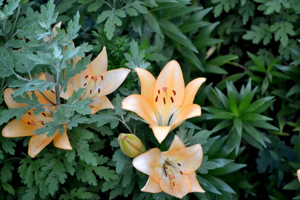 リリー リリウム 心地よい香りの中で豪華な大きな花 自然の美しい花の抽象的な背景 夏の風景 多年生 美しい黄色の花 — ストック写真