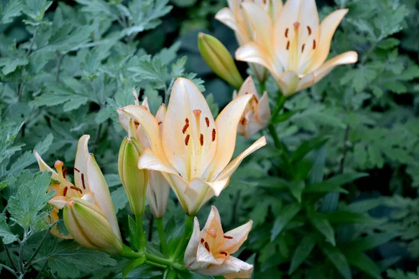 Lily Lilium Hoş Kokulu Lüks Büyük Çiçekler Doğanın Güzel Soyut — Stok fotoğraf