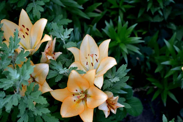 Lilie Lilium Luxuriöse Große Blüten Einem Angenehmen Geruch Schöne Blume — Stockfoto