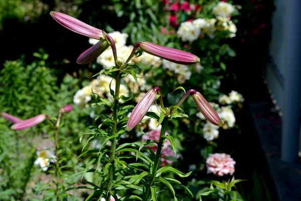 Lily Lilium Flores Grandes Lujo Olor Agradable Hermosa Flor Abstracta —  Fotos de Stock