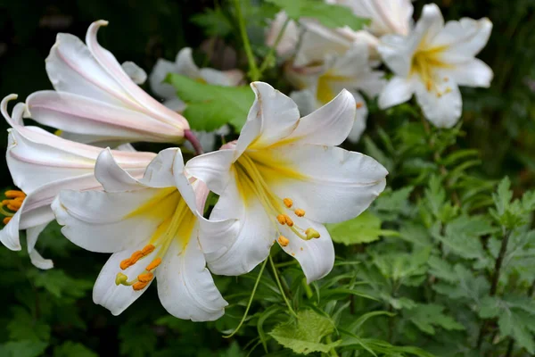 Lily Lilium Luxurious Large Flowers Pleasant Smell Beautiful Flower Abstract — Stock Photo, Image