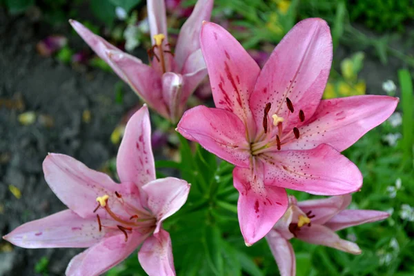 リリー リリウム 心地よい香りの中で豪華な大きな花 自然の美しい花の抽象的な背景 夏の風景 多年生 美しいピンクの花 夏の花 — ストック写真