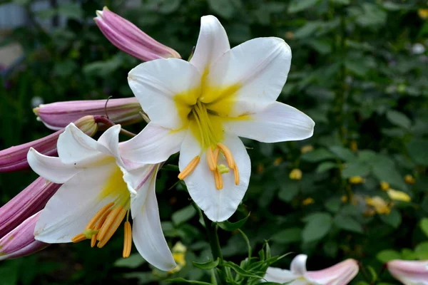 リリー リリウム 心地よい香りの中で豪華な大きな花 自然の美しい花の抽象的な背景 夏の風景 多年生 美しい白い花 夏の花壇 — ストック写真