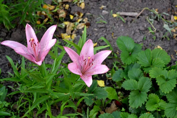 Lily Lilium Grandes Fleurs Luxueuses Dans Une Odeur Agréable Belle — Photo