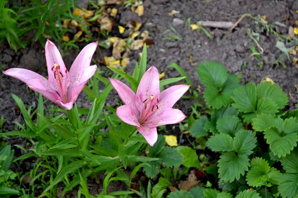 Lily Lilium Grandes Fleurs Luxueuses Dans Une Odeur Agréable Belle — Photo