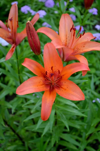 Met Lily Lilium Luxe Grote Bloemen Een Aangename Geur Mooie — Stockfoto