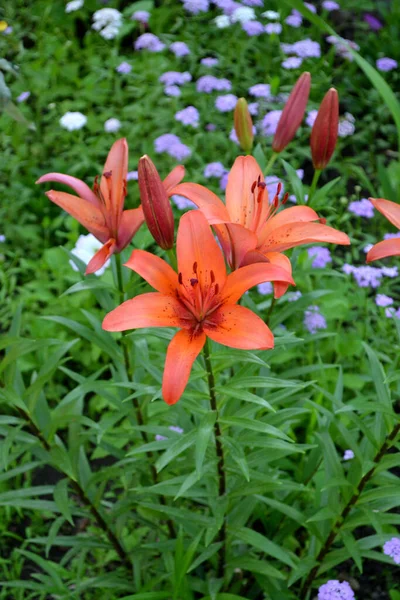 Lily Lilium Hoş Kokulu Lüks Büyük Çiçekler Doğanın Güzel Soyut — Stok fotoğraf