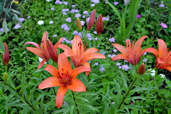 Lily Lilium Flores Grandes Lujo Olor Agradable Hermosa Flor Abstracta — Foto de Stock