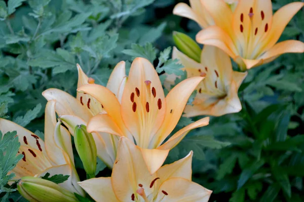 Lilium Lily Flores Grandes Lujo Olor Agradable Hermosa Flor Abstracta — Foto de Stock