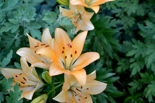 Lilium Lily Grandes Fleurs Luxueuses Dans Une Odeur Agréable Belle — Photo