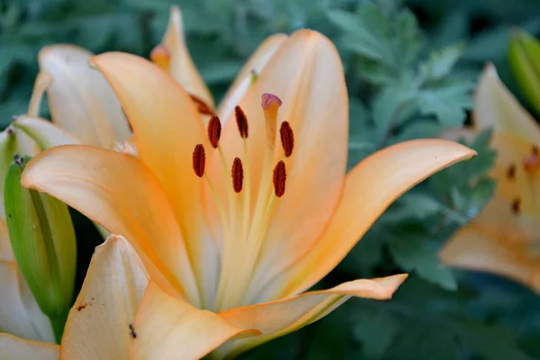 リリウム リリー 心地よい香りの中で豪華な大きな花 自然の美しい花の抽象的な背景 夏の風景 多年生 美しい黄色の花 夏の花壇 — ストック写真