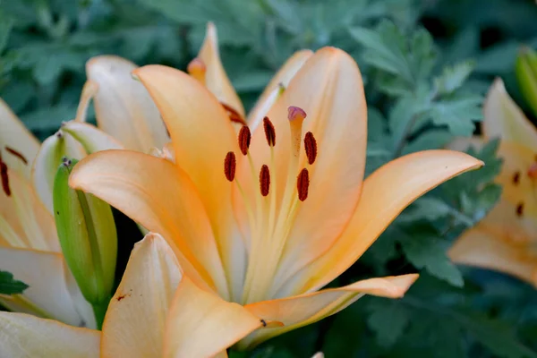 Lilium Lily Luxurious Large Flowers Pleasant Smell Beautiful Flower Abstract — Stock Photo, Image