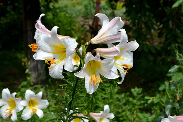 Lilium Lily Grandes Fleurs Luxueuses Dans Une Odeur Agréable Belle — Photo