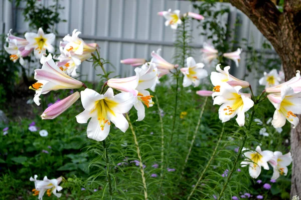 Belle Fleur Fond Abstrait Nature Lily Lilium Grandes Fleurs Luxueuses — Photo