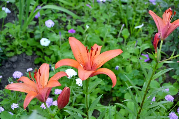 Hoş Kokulu Lüks Büyük Çiçekler Lily Lilium Doğanın Güzel Soyut — Stok fotoğraf