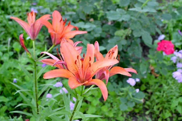 Luxurious Large Flowers Pleasant Smell Lily Lilium Beautiful Flower Abstract — Stock Photo, Image