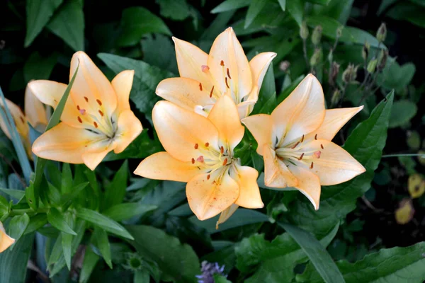 Grandes Fleurs Luxueuses Dans Une Odeur Agréable Lily Lilium Belle — Photo