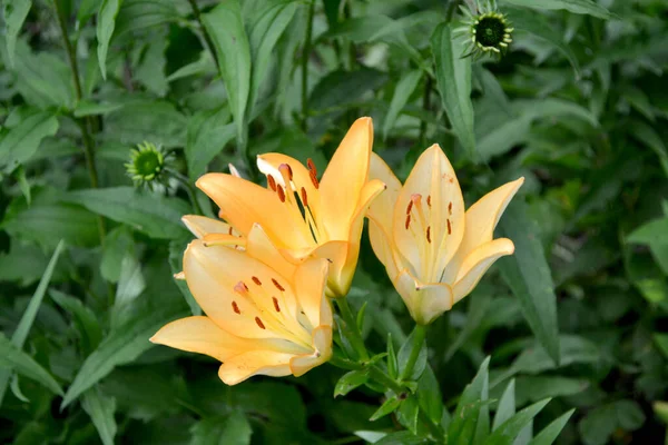 Hoş Kokulu Lüks Büyük Çiçekler Lily Lilium Doğanın Güzel Soyut — Stok fotoğraf