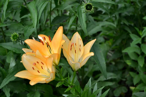 Lyxiga Stora Blommor Behaglig Doft Kom Igen Lilium Vacker Blomma — Stockfoto