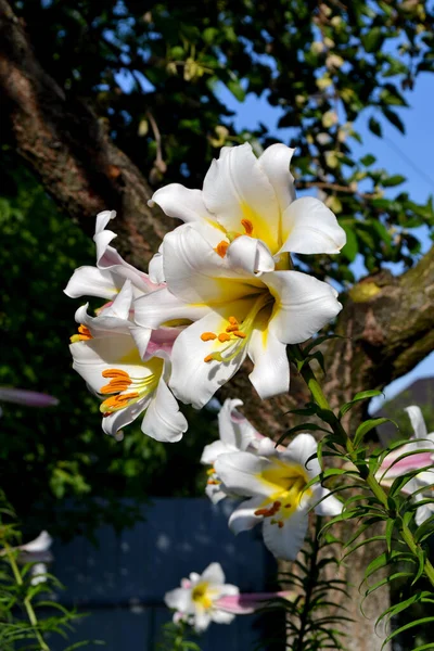 Grandes Fleurs Luxueuses Dans Une Odeur Agréable Belle Fleur Fond — Photo