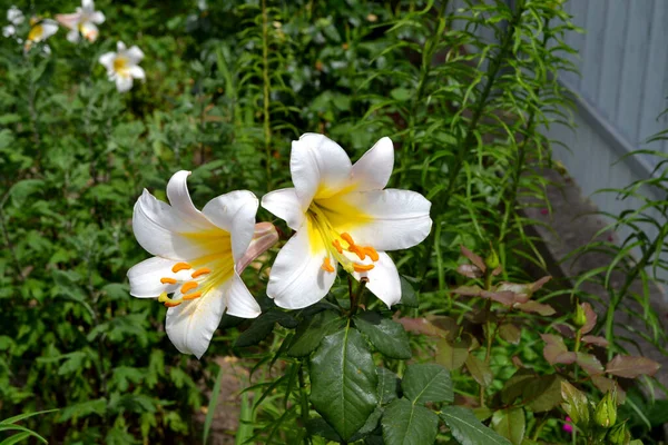 Lily Lilium Grandes Fleurs Luxueuses Dans Une Odeur Agréable Beau — Photo