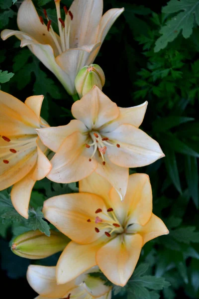 リリー リリウム 心地よい香りの中で豪華な大きな花 自然の美しい花の背景 美しい黄色の花 — ストック写真