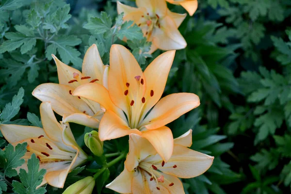 Lily Lilium Flores Grandes Lujo Olor Agradable Hermoso Fondo Flores — Foto de Stock