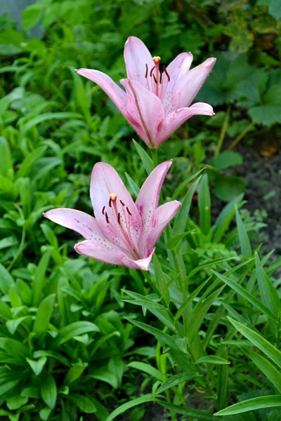 Lily Lílio Luxuosas Flores Grandes Cheiro Agradável Bela Flor Fundo — Fotografia de Stock